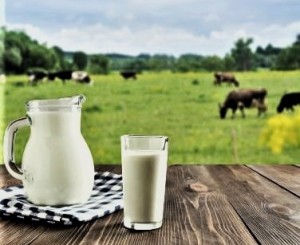 fresh-milk-glass-dark-wooden-table-blurred-landscape-with-cow-meadow-healthy-eating-rustic-style-1-390x350